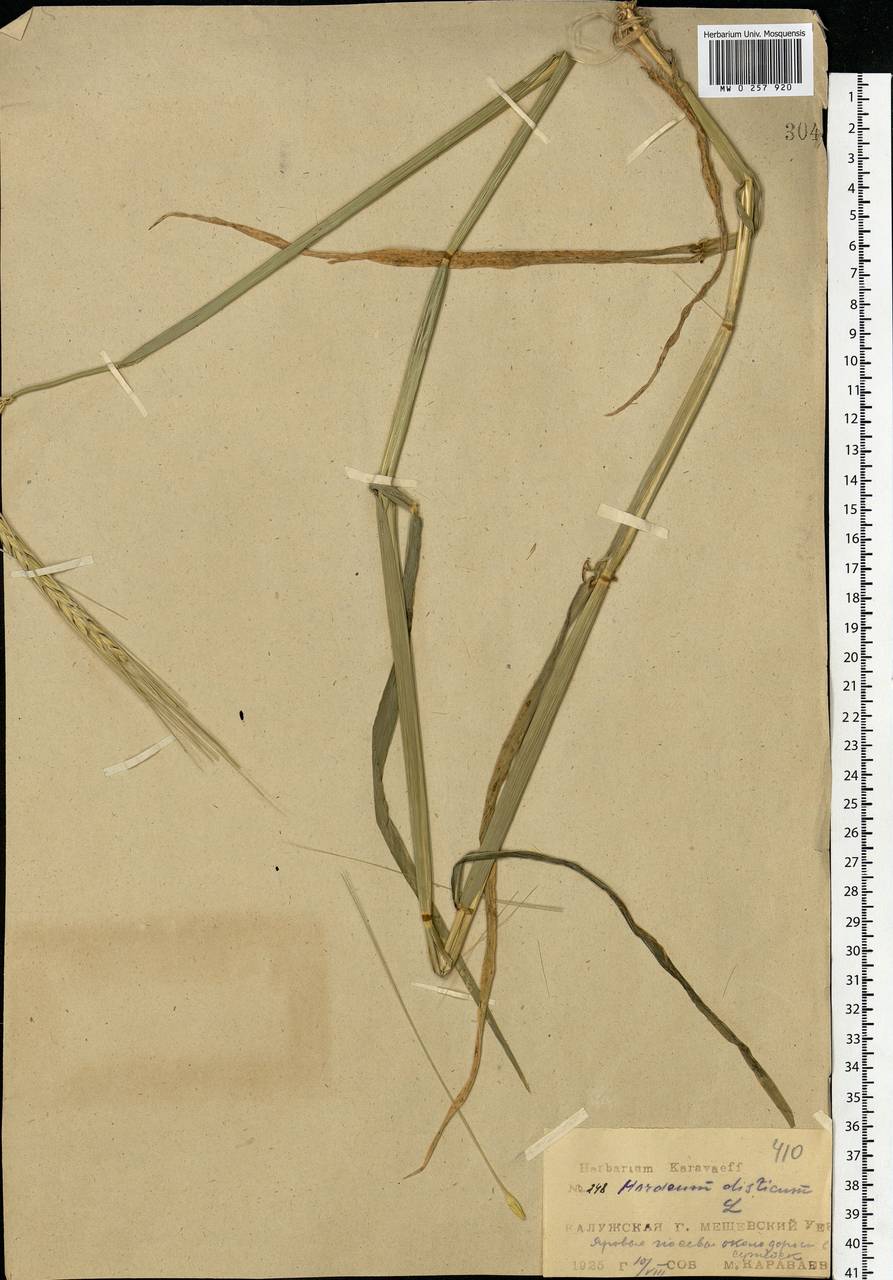 Hordeum distichon L., Eastern Europe, Central region (E4) (Russia)