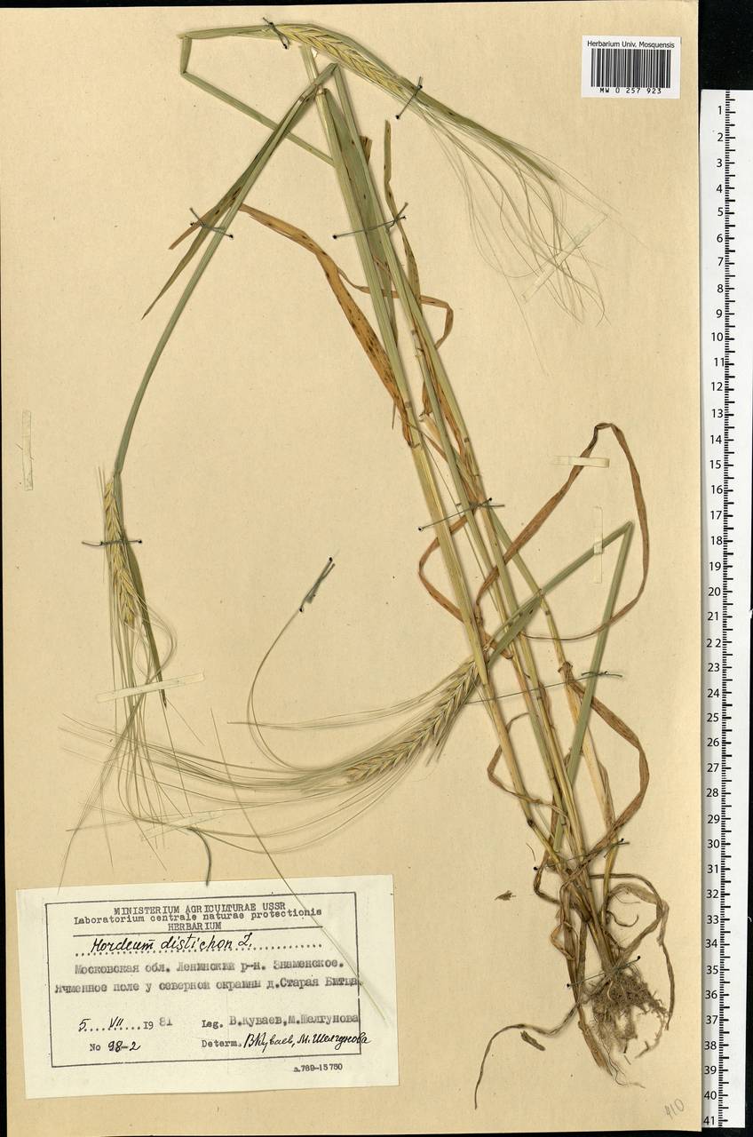 Hordeum distichon L., Eastern Europe, Moscow region (E4a) (Russia)