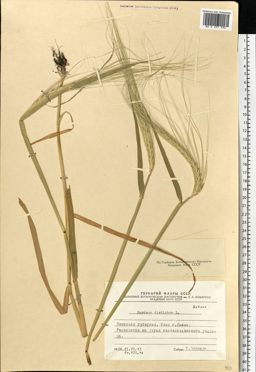 Hordeum distichon L., Eastern Europe, South Ukrainian region (E12) (Ukraine)