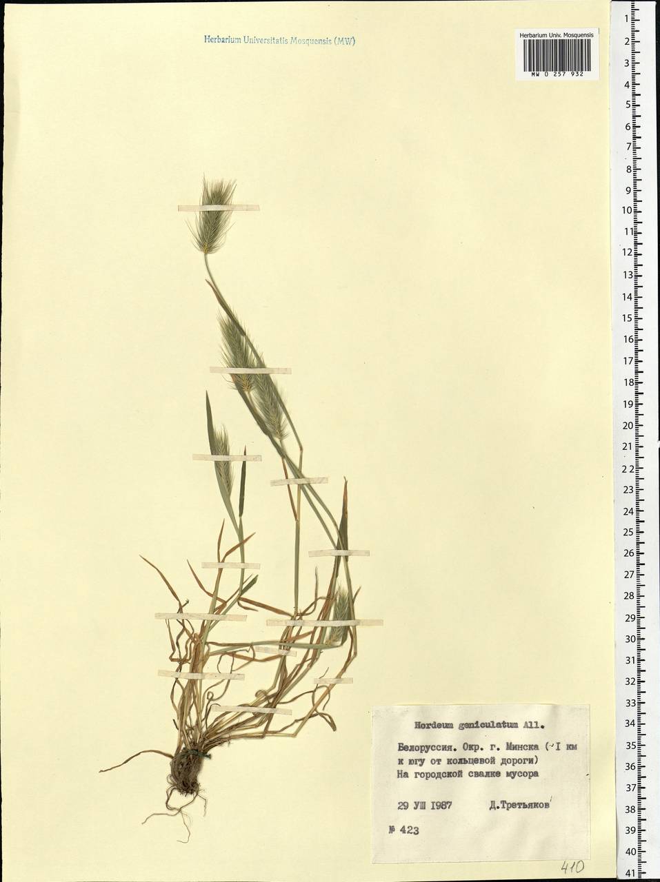 Hordeum marinum subsp. gussoneanum (Parl.) Thell., Eastern Europe, Belarus (E3a) (Belarus)