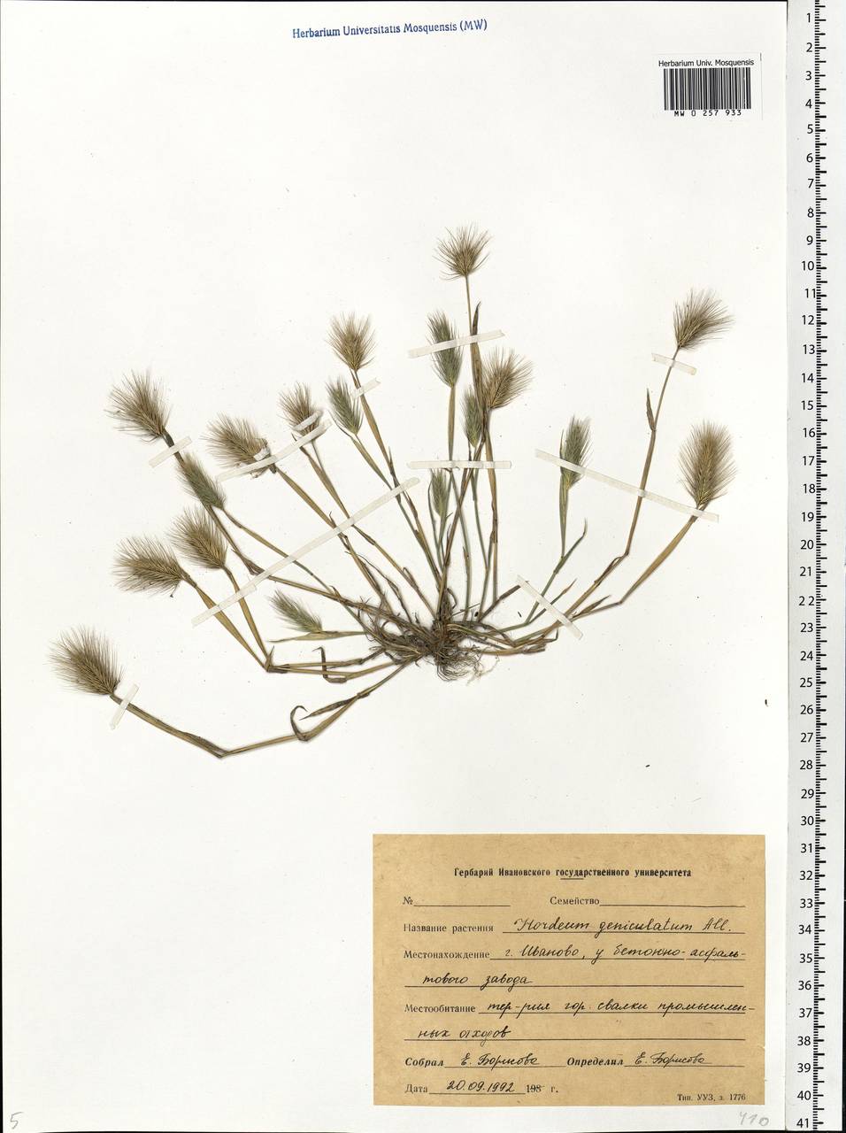 Hordeum marinum subsp. gussoneanum (Parl.) Thell., Eastern Europe, Central forest region (E5) (Russia)
