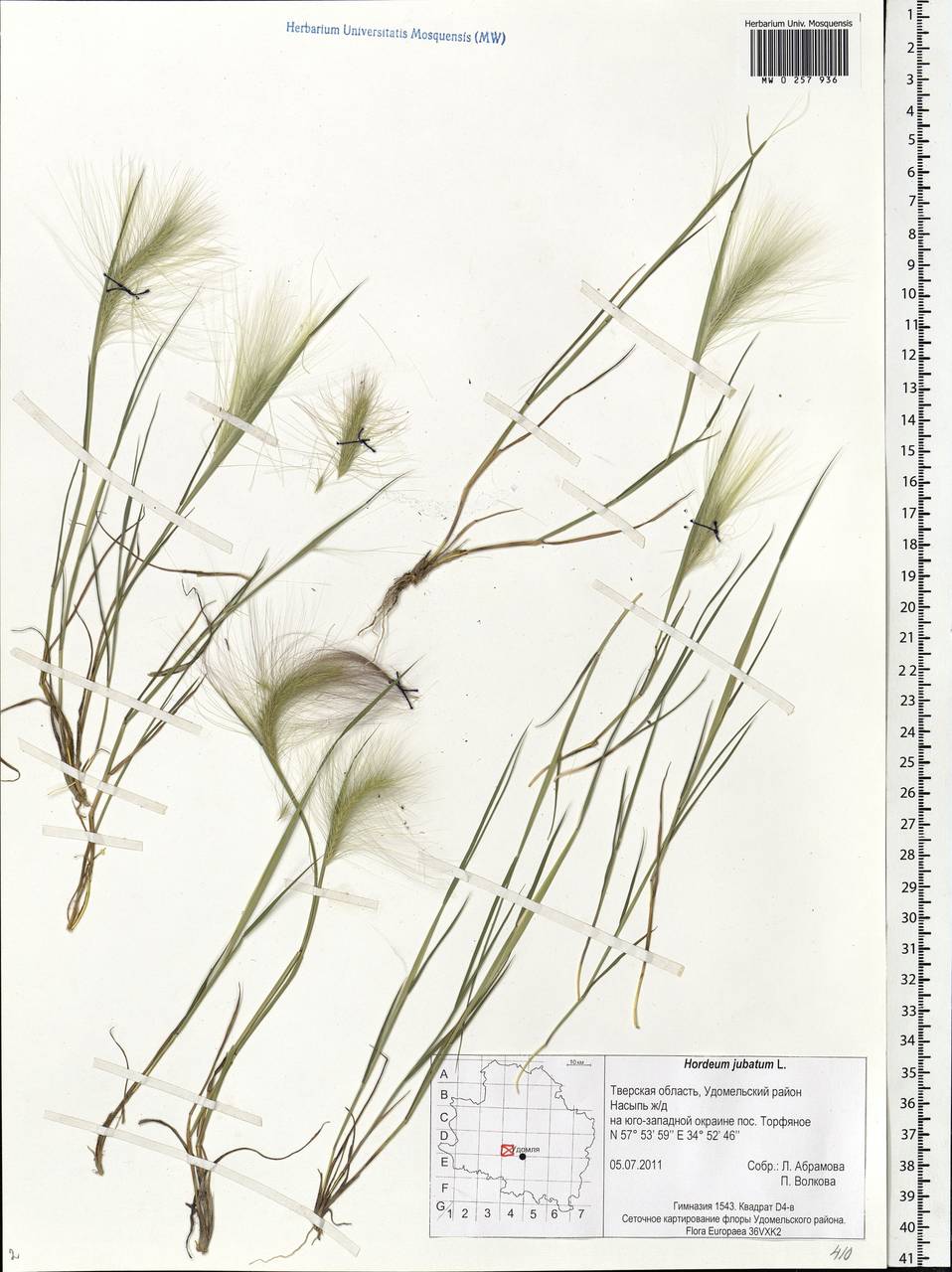 Hordeum jubatum L., Eastern Europe, North-Western region (E2) (Russia)