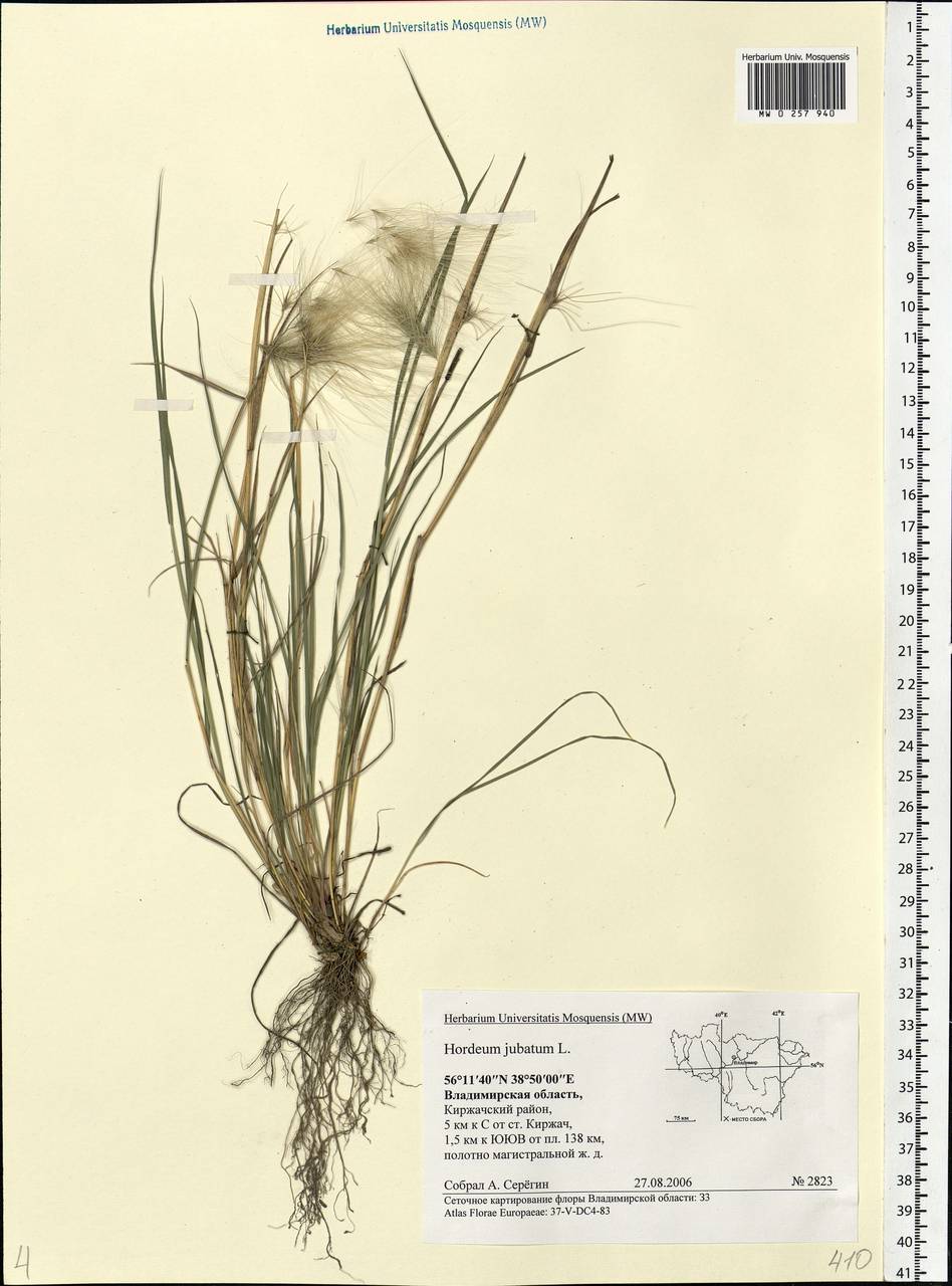 Hordeum jubatum L., Eastern Europe, Central region (E4) (Russia)