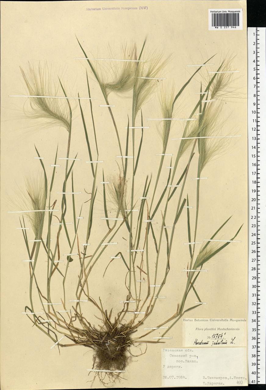 Hordeum jubatum L., Eastern Europe, Central region (E4) (Russia)