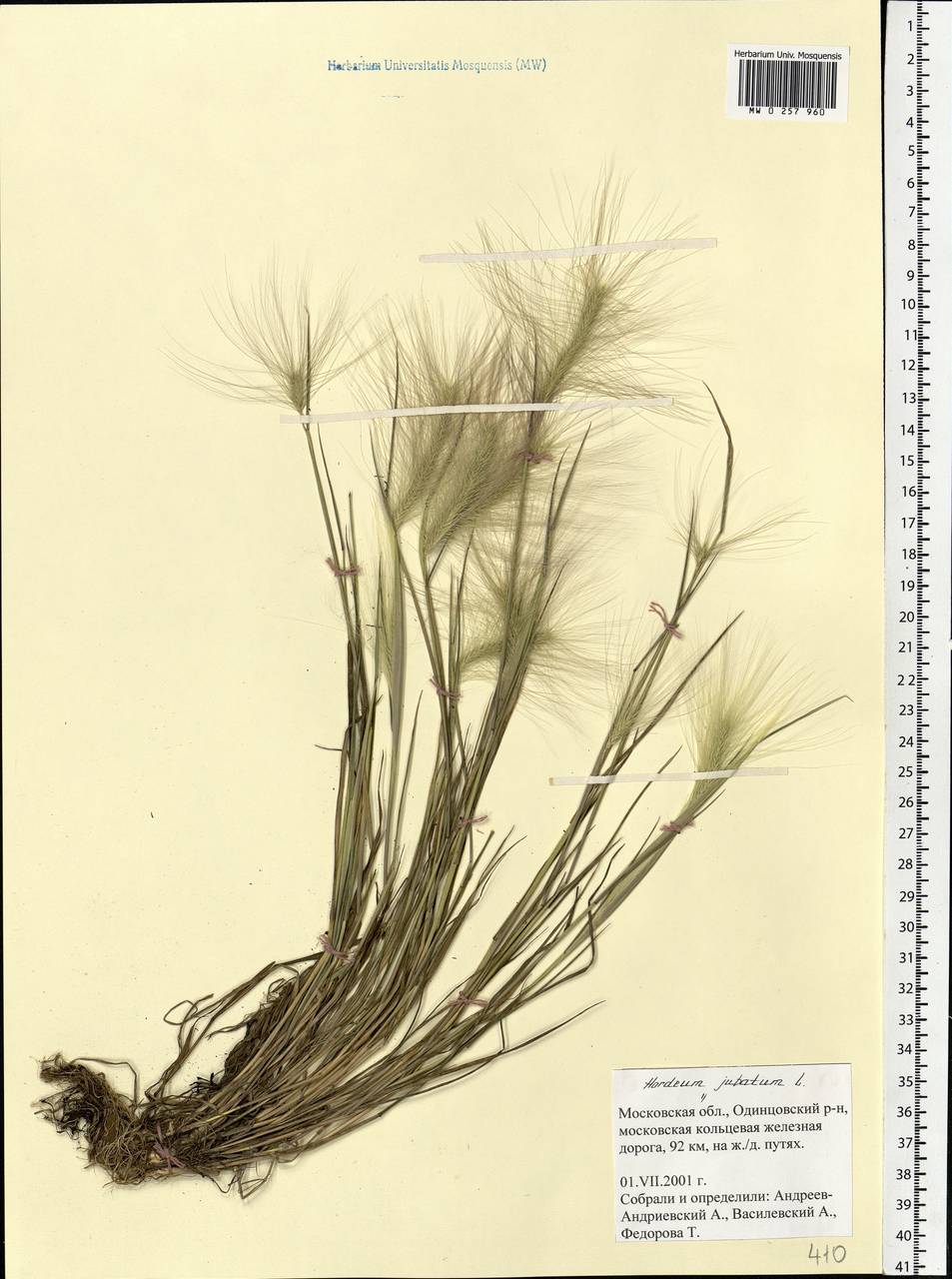 Hordeum jubatum L., Eastern Europe, Moscow region (E4a) (Russia)