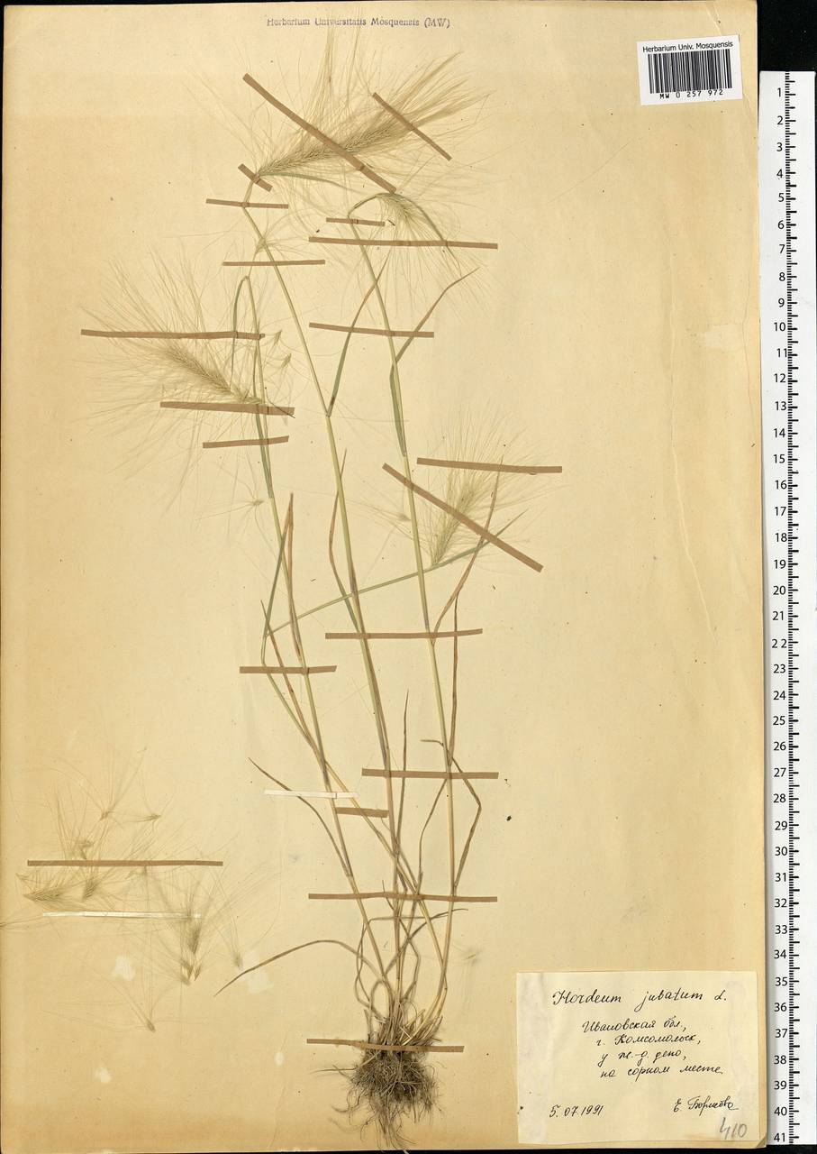 Hordeum jubatum L., Eastern Europe, Central forest region (E5) (Russia)