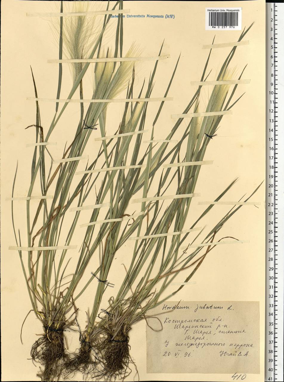 Hordeum jubatum L., Eastern Europe, Central forest region (E5) (Russia)