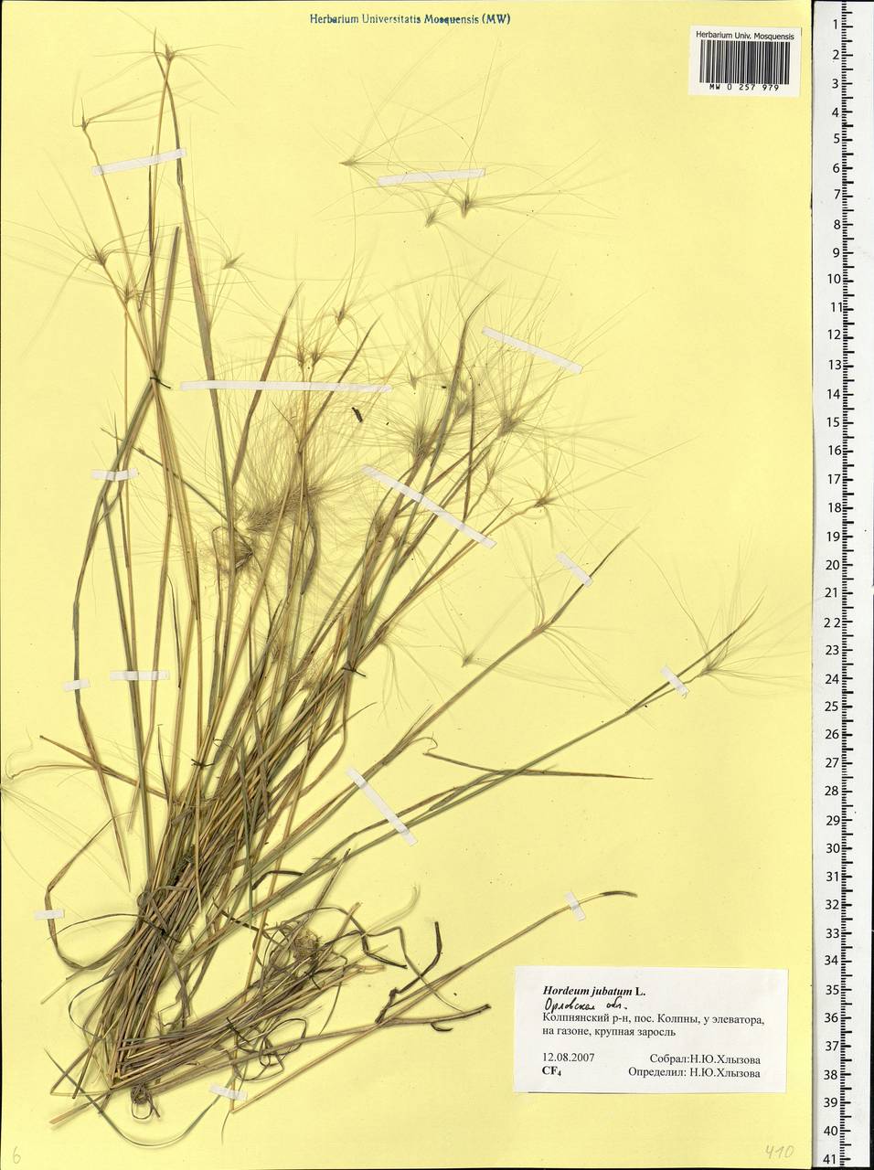 Hordeum jubatum L., Eastern Europe, Central forest-and-steppe region (E6) (Russia)