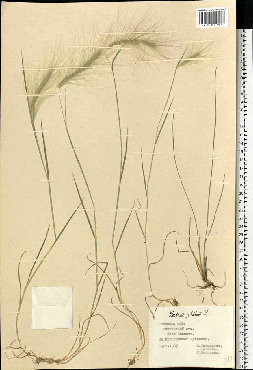 Hordeum jubatum L., Eastern Europe, Central forest-and-steppe region (E6) (Russia)