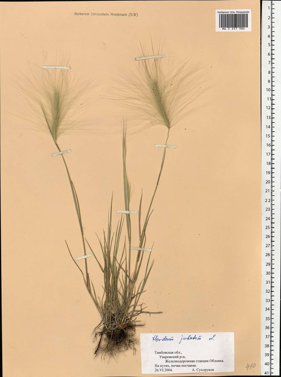 Hordeum jubatum L., Eastern Europe, Central forest-and-steppe region (E6) (Russia)