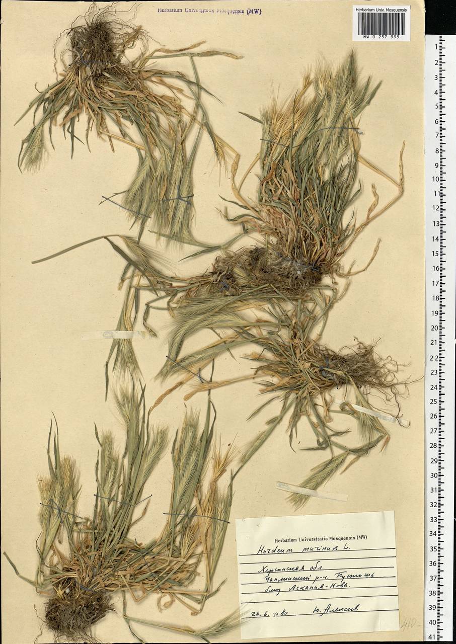 Hordeum murinum subsp. leporinum (Link) Arcang., Eastern Europe, South Ukrainian region (E12) (Ukraine)
