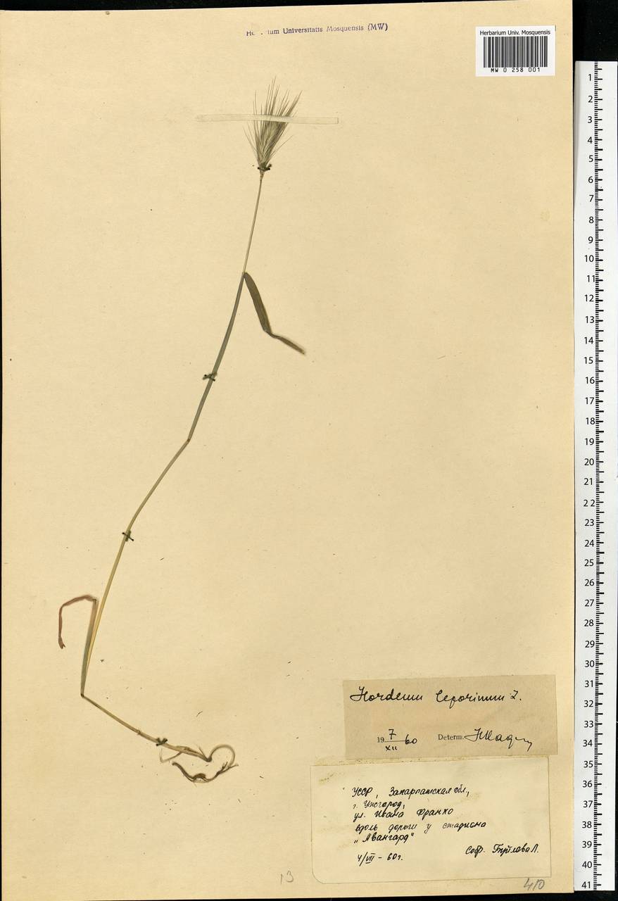 Hordeum murinum subsp. leporinum (Link) Arcang., Eastern Europe, West Ukrainian region (E13) (Ukraine)