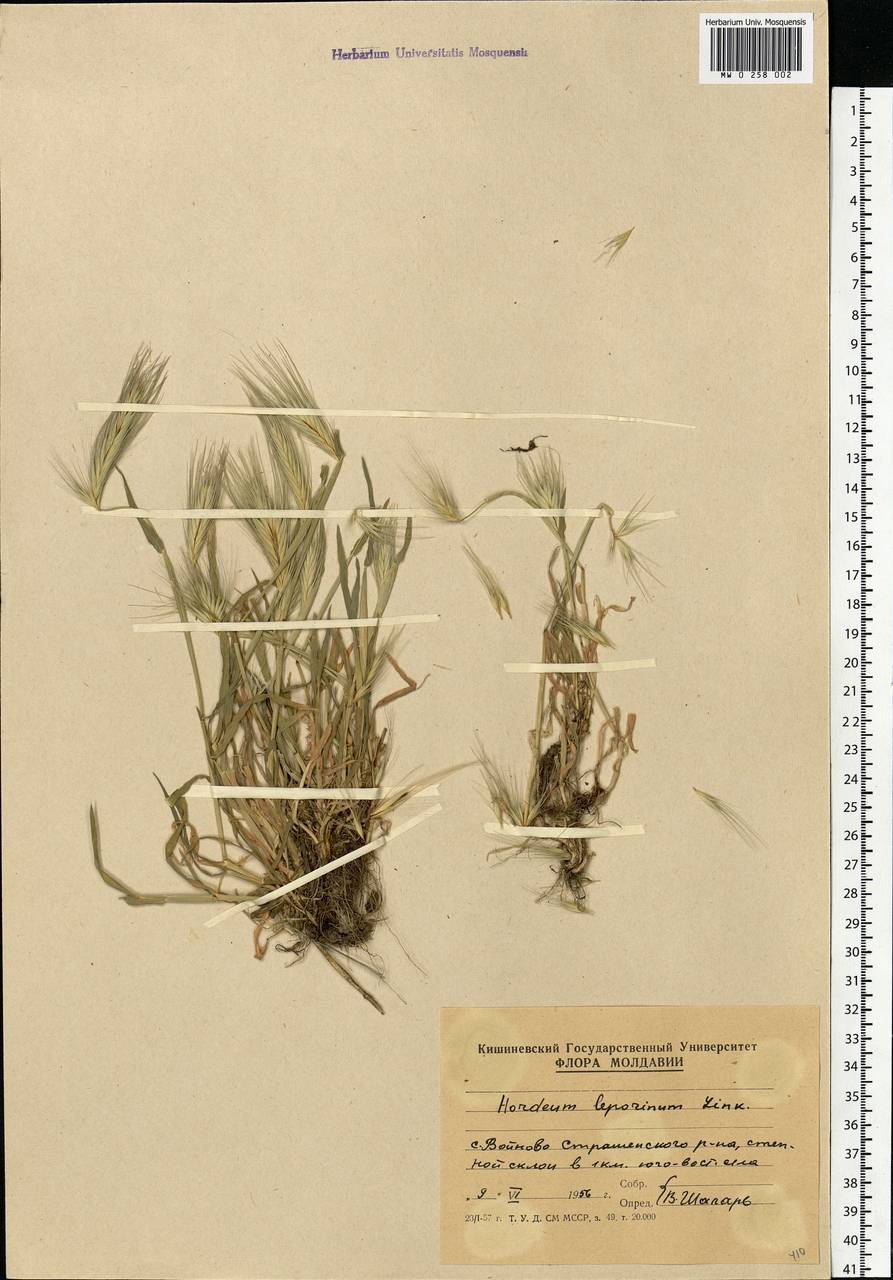 Hordeum murinum subsp. leporinum (Link) Arcang., Eastern Europe, Moldova (E13a) (Moldova)