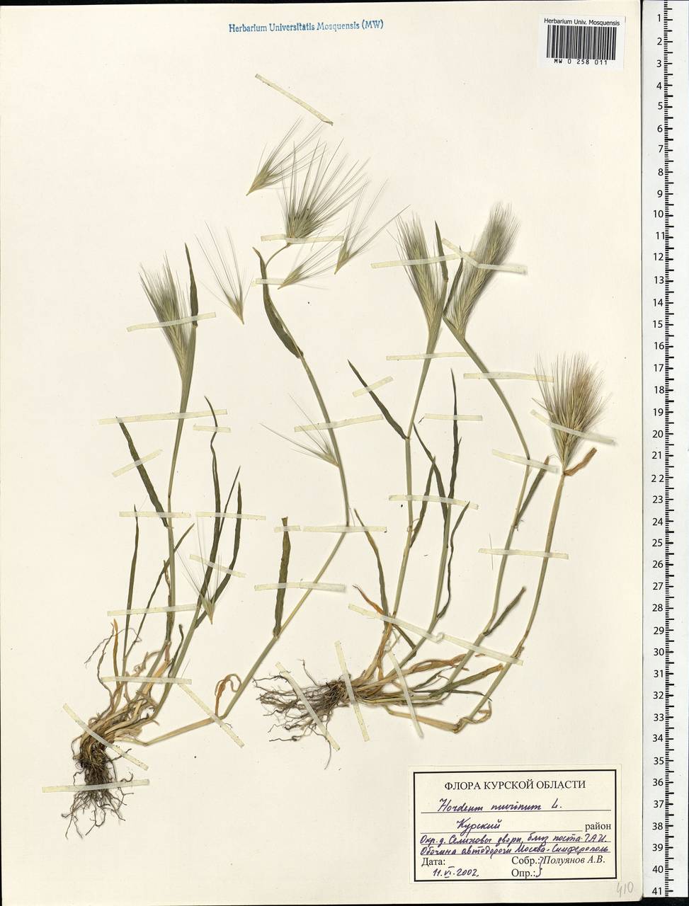 Hordeum murinum L., Eastern Europe, Central forest-and-steppe region (E6) (Russia)