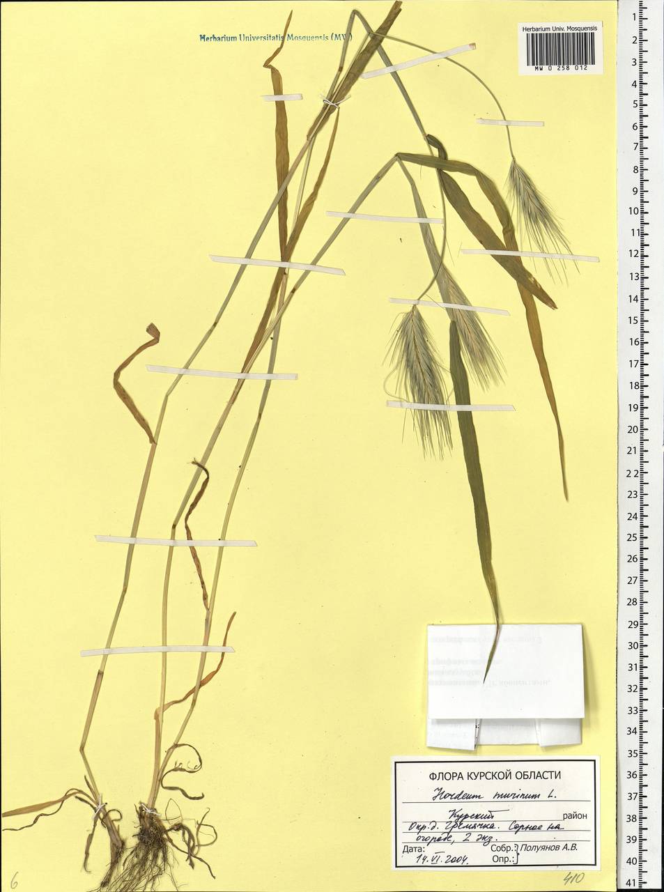 Hordeum murinum L., Eastern Europe, Central forest-and-steppe region (E6) (Russia)