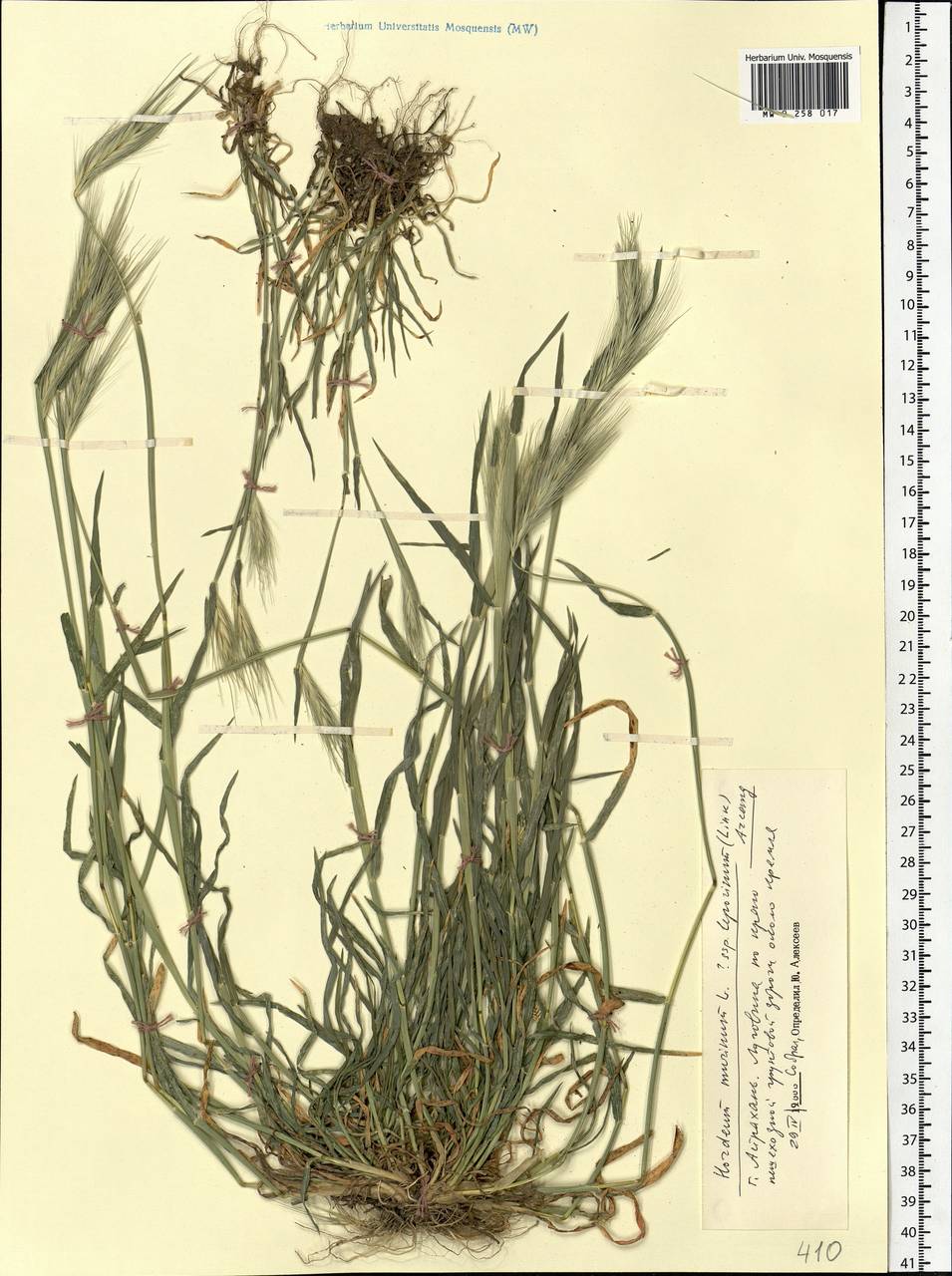 Hordeum murinum L., Eastern Europe, Lower Volga region (E9) (Russia)