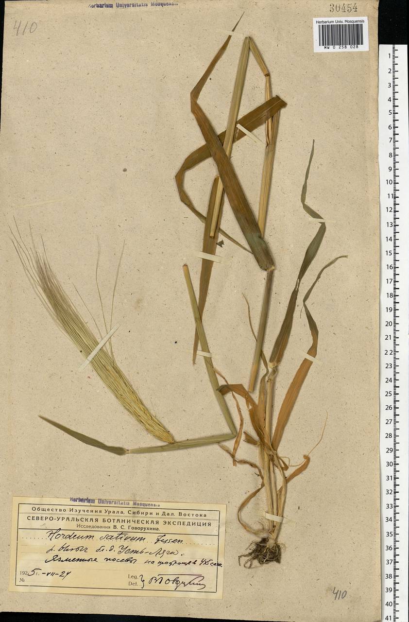 Hordeum vulgare L., Eastern Europe, Northern region (E1) (Russia)