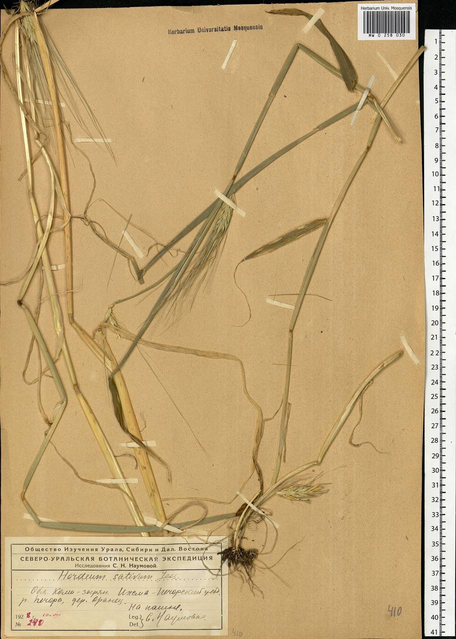 Hordeum vulgare L., Eastern Europe, Northern region (E1) (Russia)