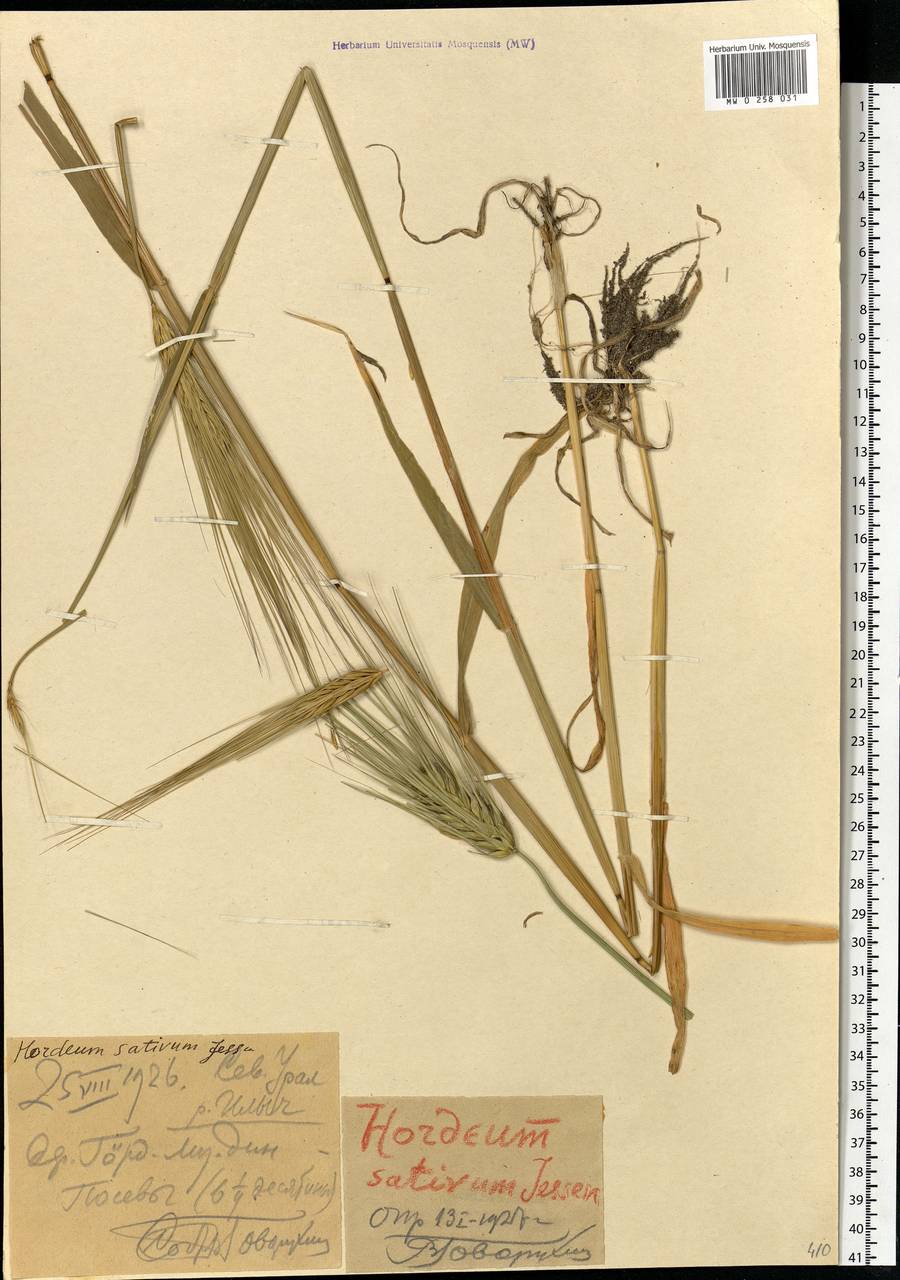 Hordeum vulgare L., Eastern Europe, Northern region (E1) (Russia)