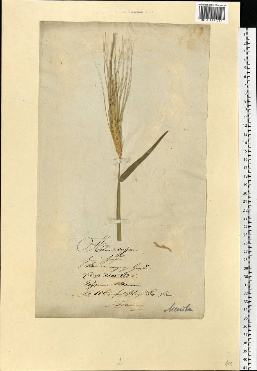 Hordeum vulgare L., Eastern Europe, Lithuania (E2a) (Lithuania)