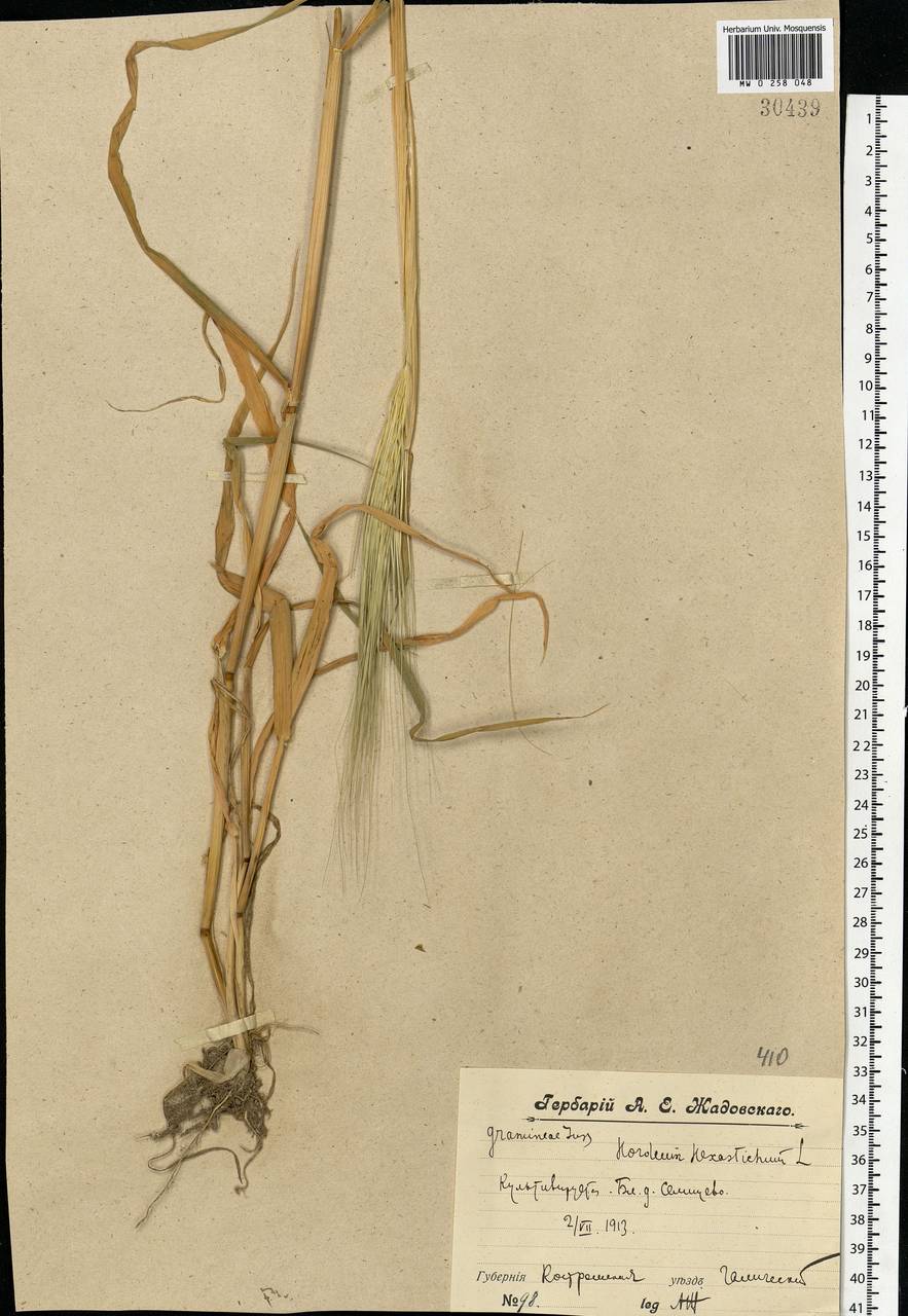 Hordeum vulgare L., Eastern Europe, Central forest region (E5) (Russia)