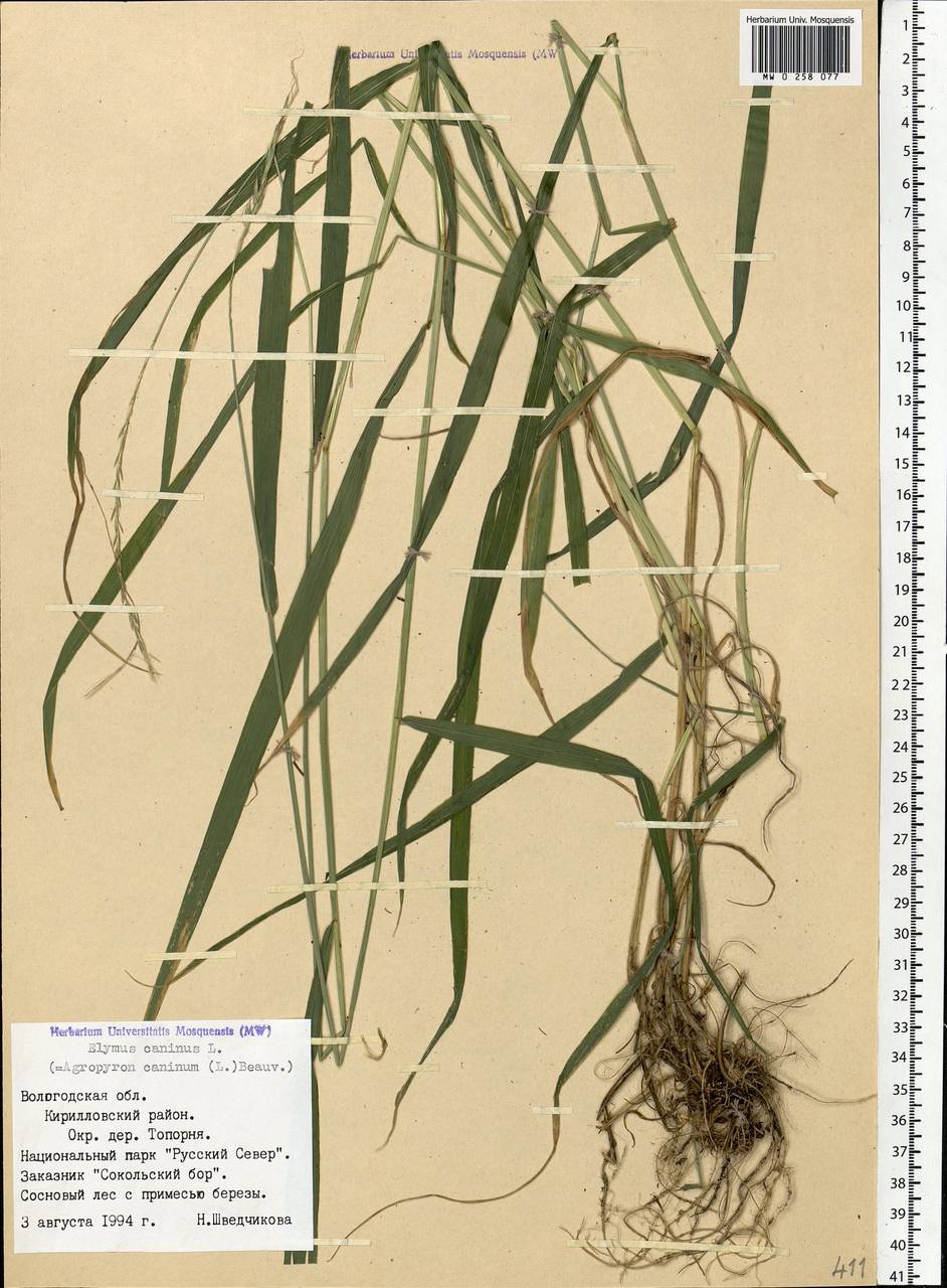 Elymus caninus (L.) L., Eastern Europe, Northern region (E1) (Russia)