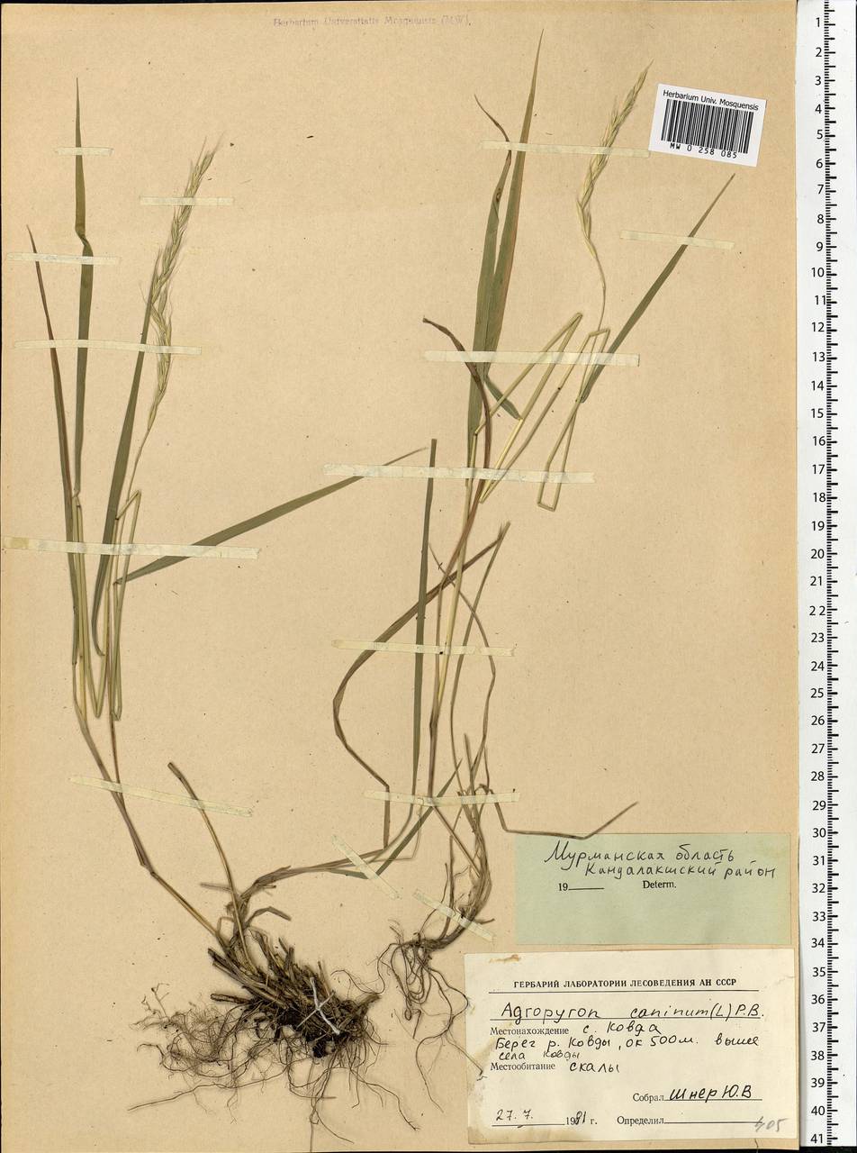 Elymus caninus (L.) L., Eastern Europe, Northern region (E1) (Russia)