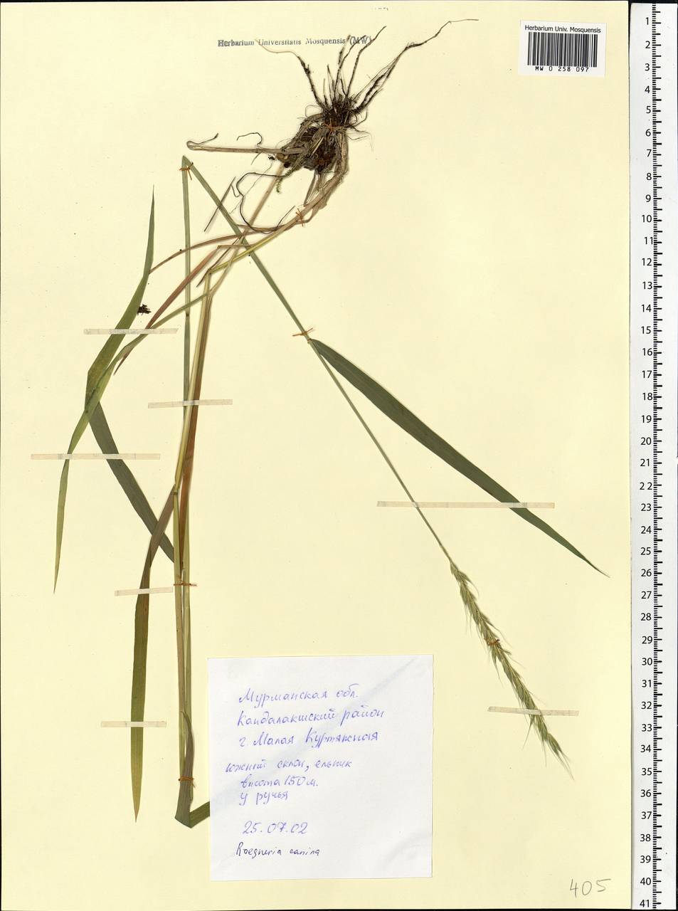 Elymus caninus (L.) L., Eastern Europe, Northern region (E1) (Russia)