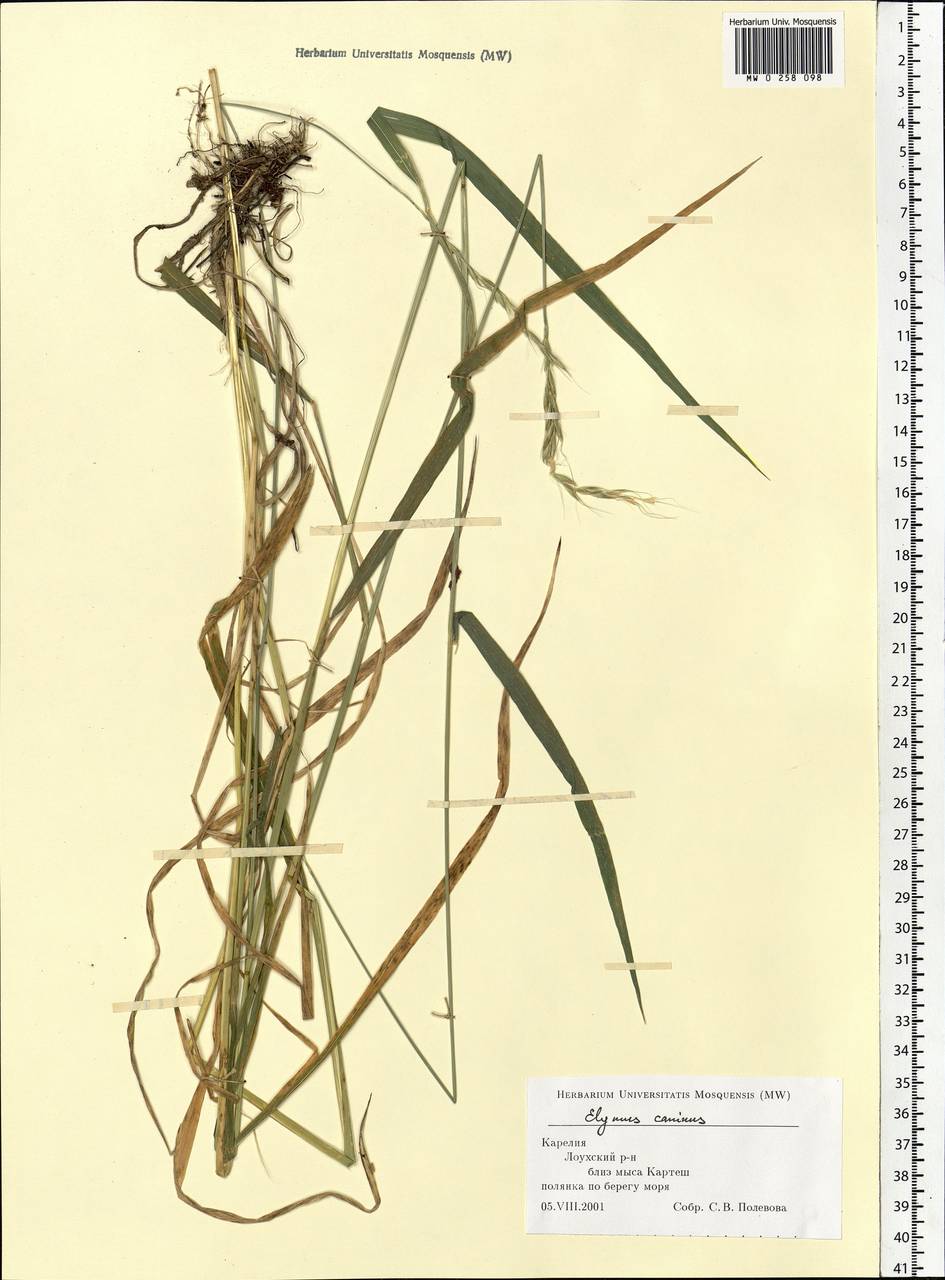 Elymus caninus (L.) L., Eastern Europe, Northern region (E1) (Russia)