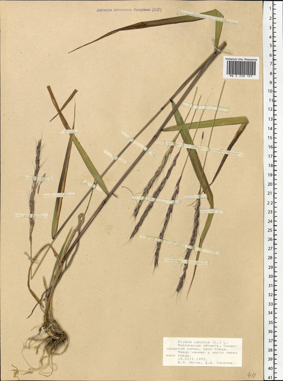 Elymus caninus (L.) L., Eastern Europe, Northern region (E1) (Russia)