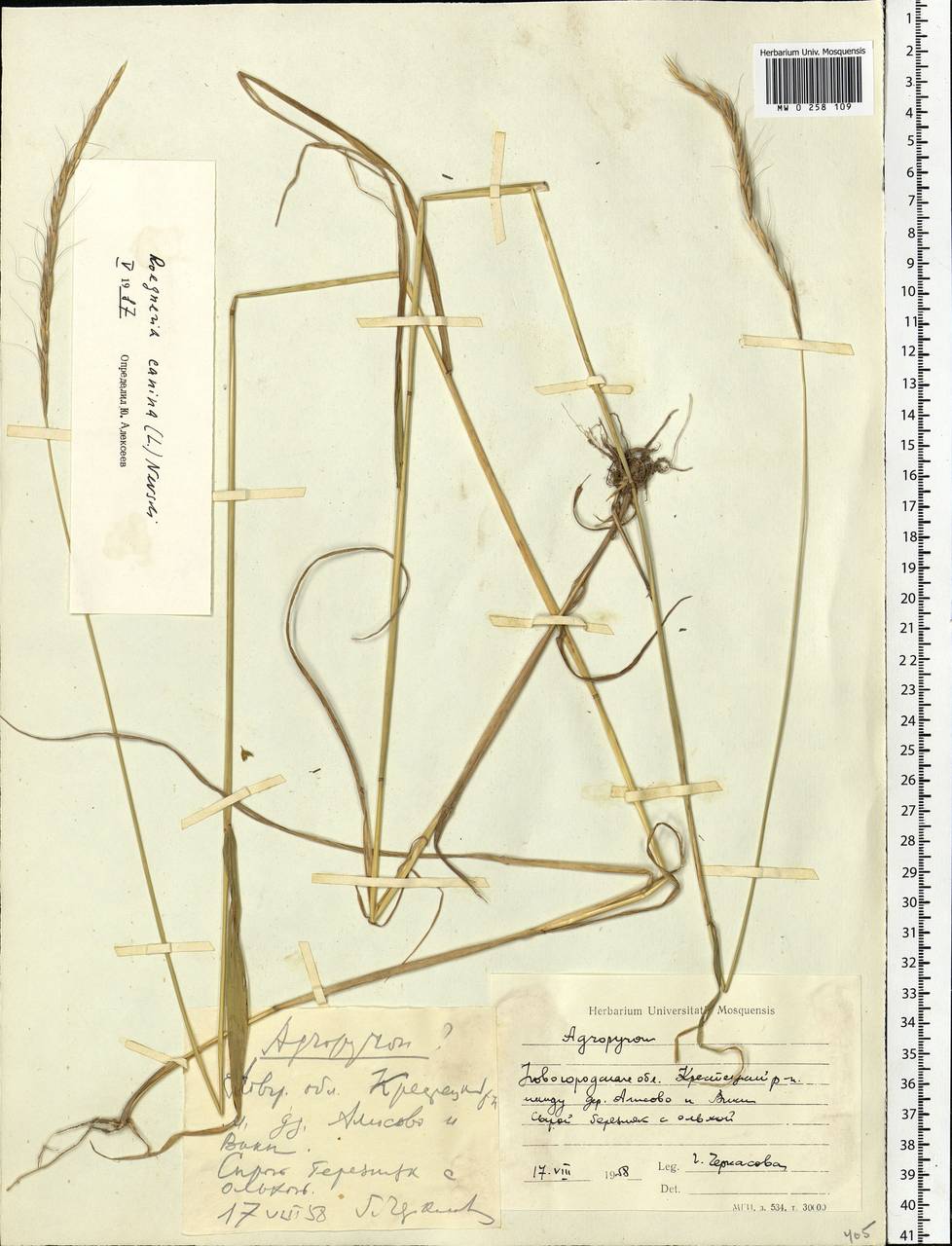 Elymus caninus (L.) L., Eastern Europe, North-Western region (E2) (Russia)