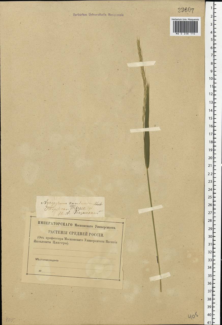 Elymus caninus (L.) L., Eastern Europe, North-Western region (E2) (Russia)