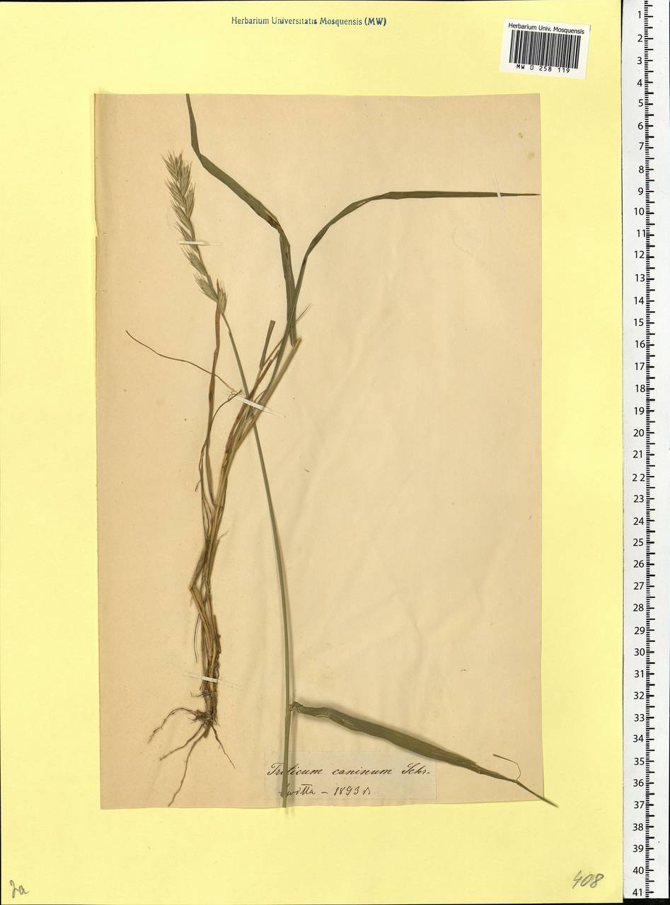 Elymus caninus (L.) L., Eastern Europe, Belarus (E3a) (Belarus)