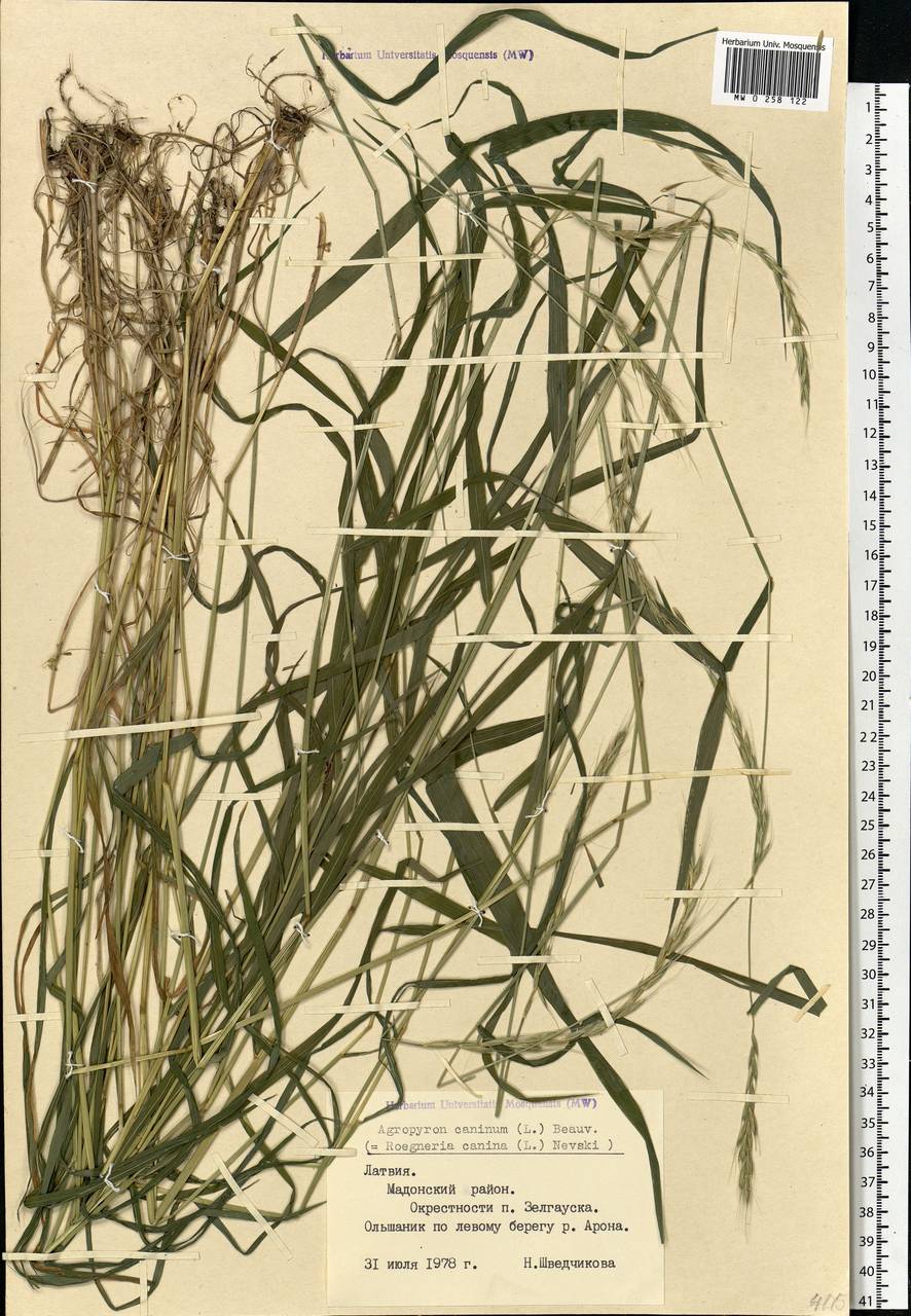 Elymus caninus (L.) L., Eastern Europe, Latvia (E2b) (Latvia)