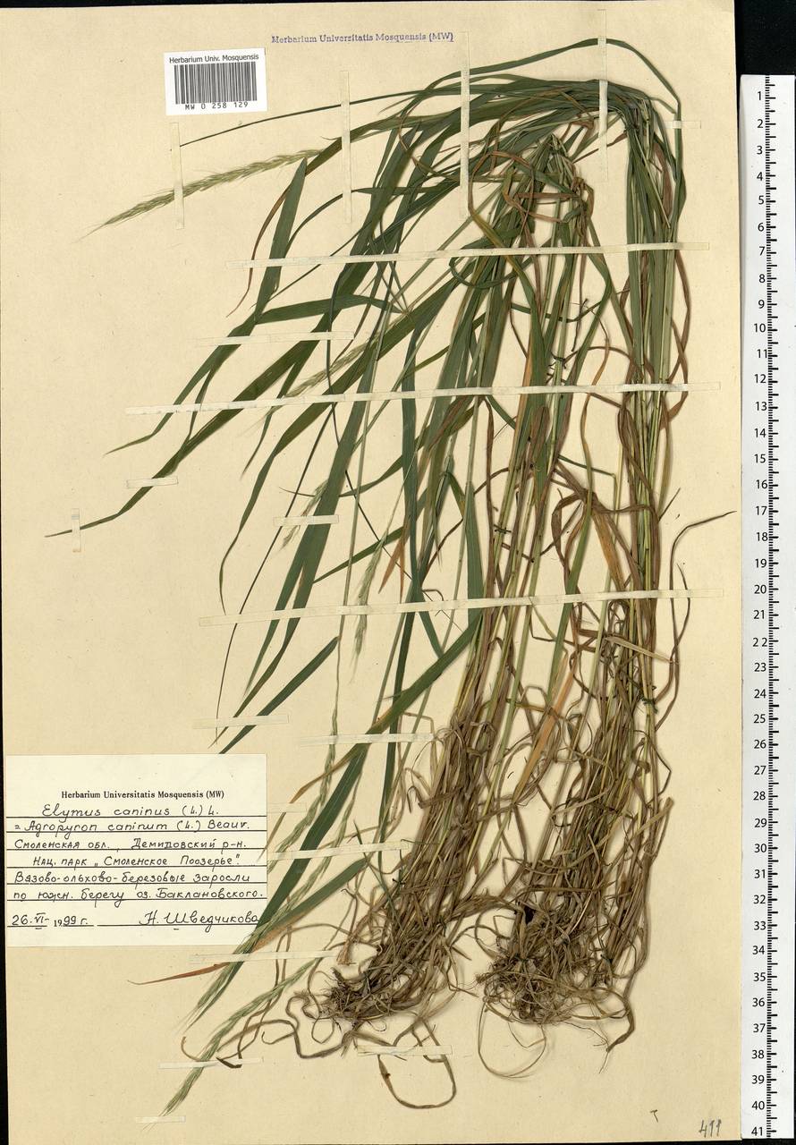 Elymus caninus (L.) L., Eastern Europe, Western region (E3) (Russia)