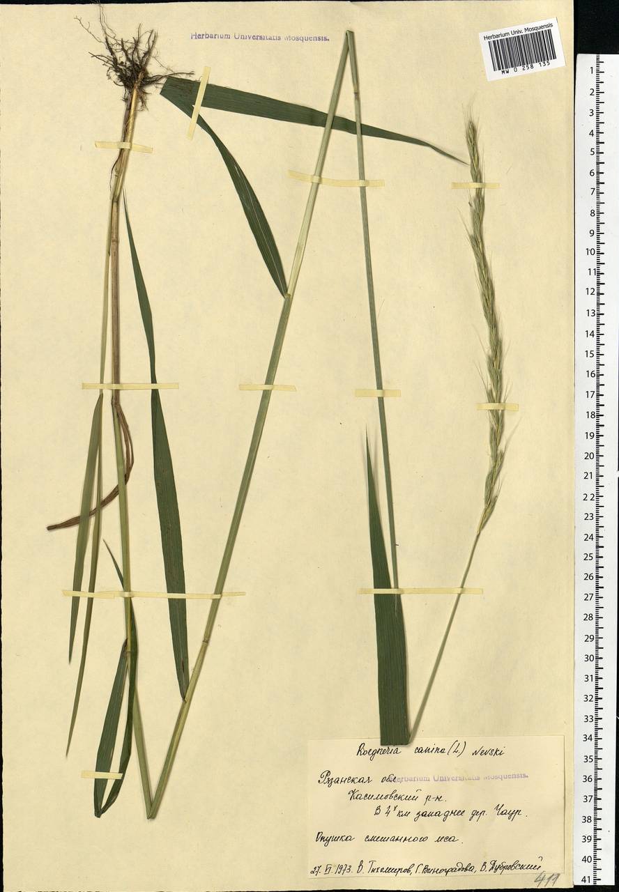 Elymus caninus (L.) L., Eastern Europe, Central region (E4) (Russia)