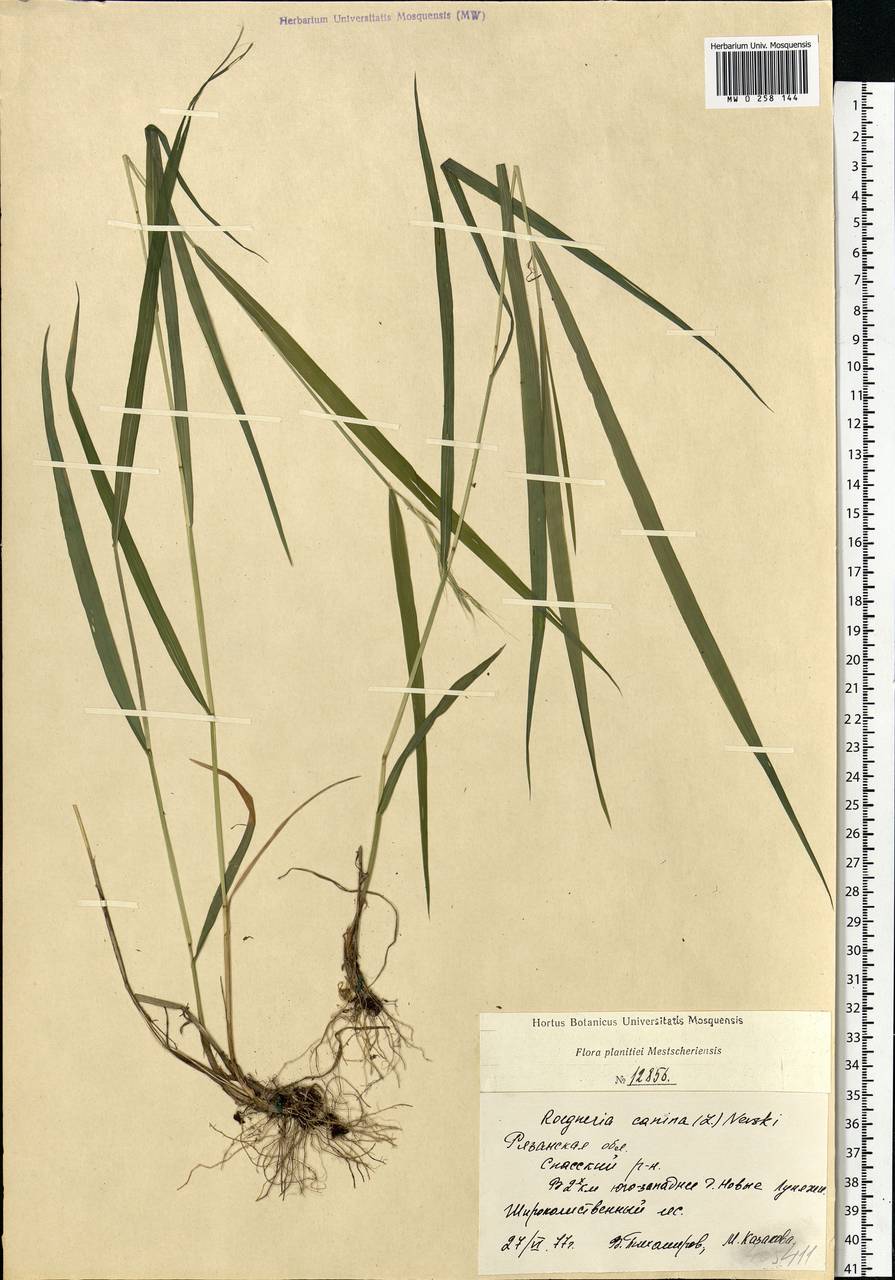 Elymus caninus (L.) L., Eastern Europe, Central region (E4) (Russia)