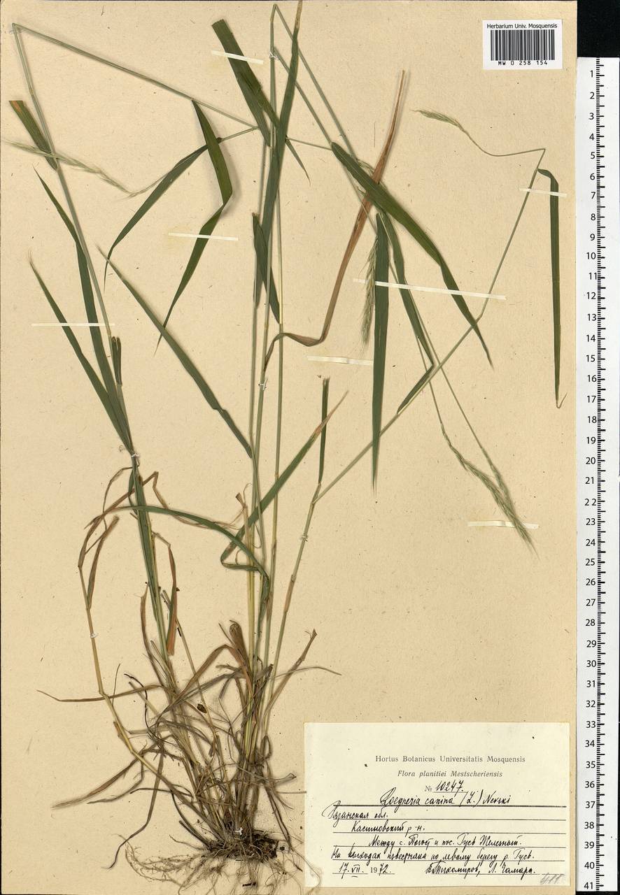 Elymus caninus (L.) L., Eastern Europe, Central region (E4) (Russia)