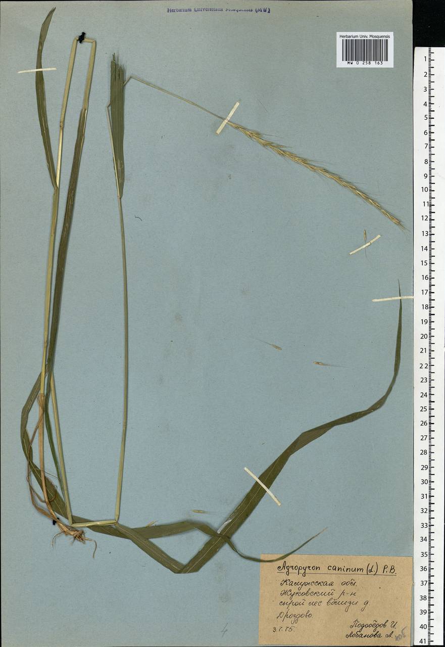 Elymus caninus (L.) L., Eastern Europe, Central region (E4) (Russia)