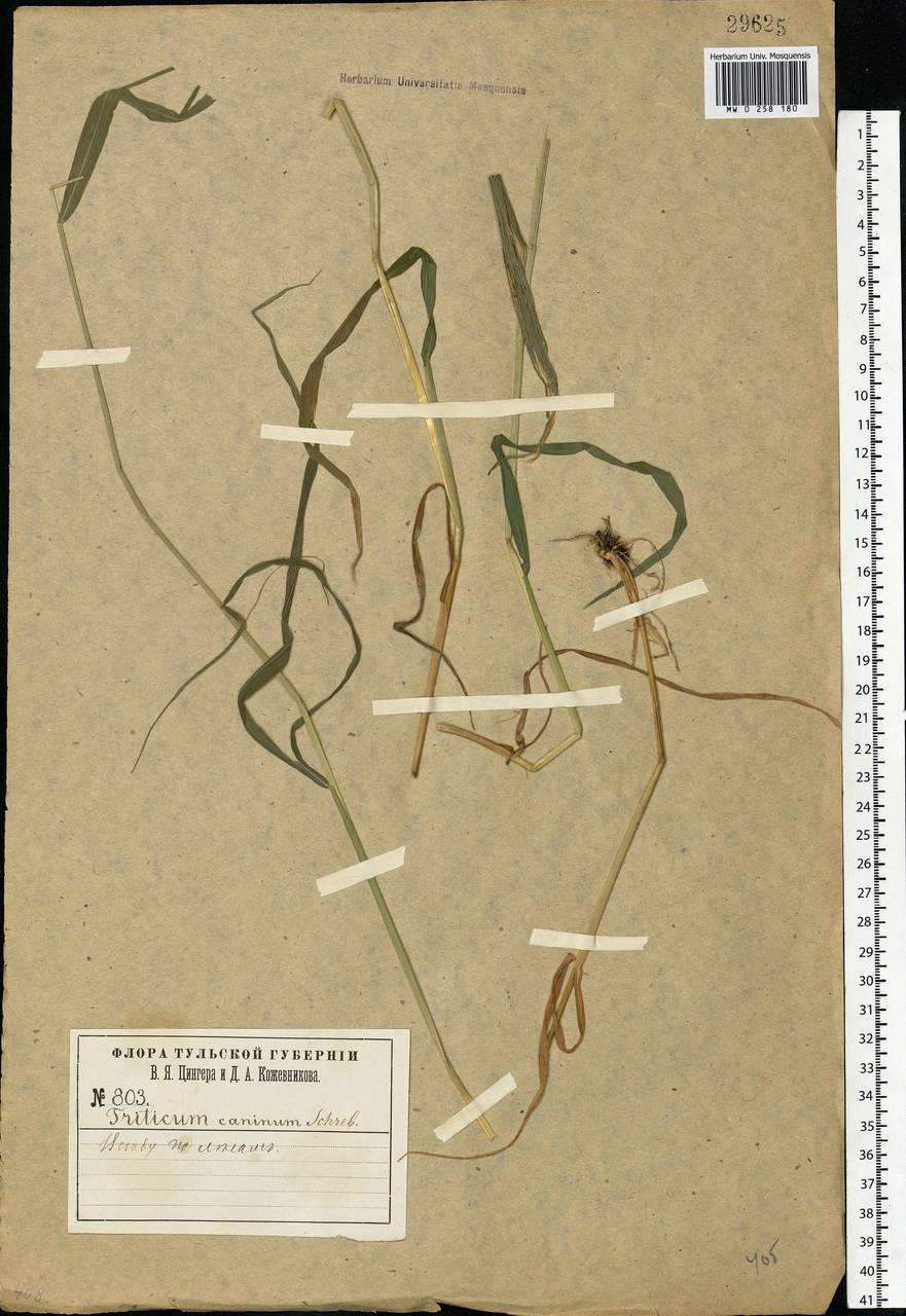 Elymus caninus (L.) L., Eastern Europe, Central region (E4) (Russia)