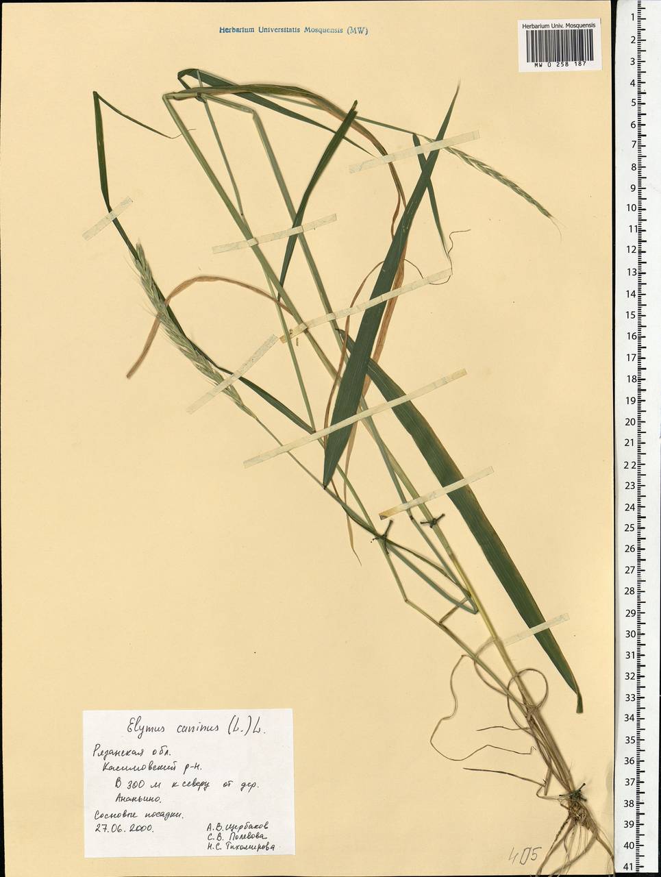 Elymus caninus (L.) L., Eastern Europe, Central region (E4) (Russia)
