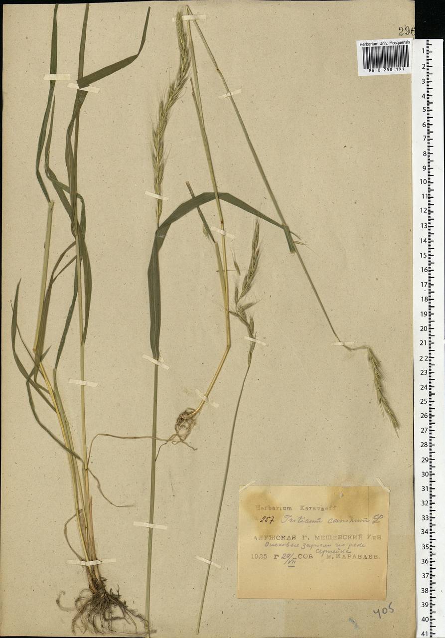 Elymus caninus (L.) L., Eastern Europe, Central region (E4) (Russia)