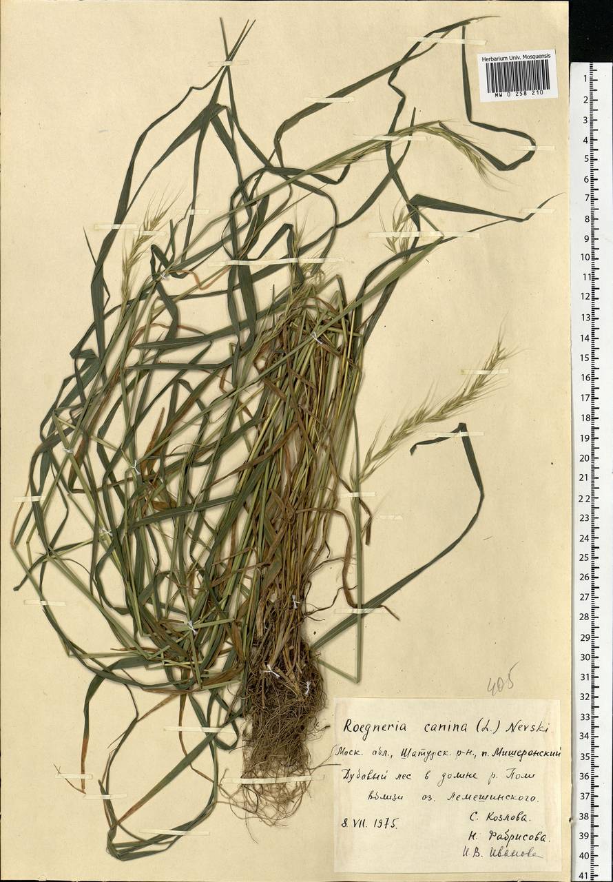 Elymus caninus (L.) L., Eastern Europe, Moscow region (E4a) (Russia)
