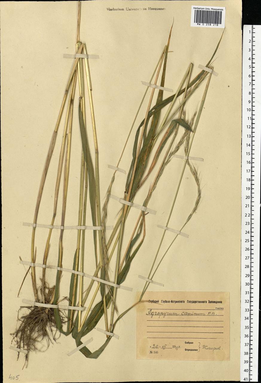 Elymus caninus (L.) L., Eastern Europe, Moscow region (E4a) (Russia)