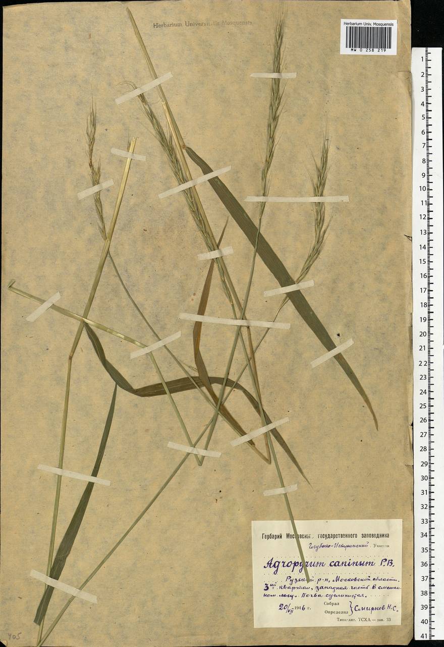 Elymus caninus (L.) L., Eastern Europe, Moscow region (E4a) (Russia)