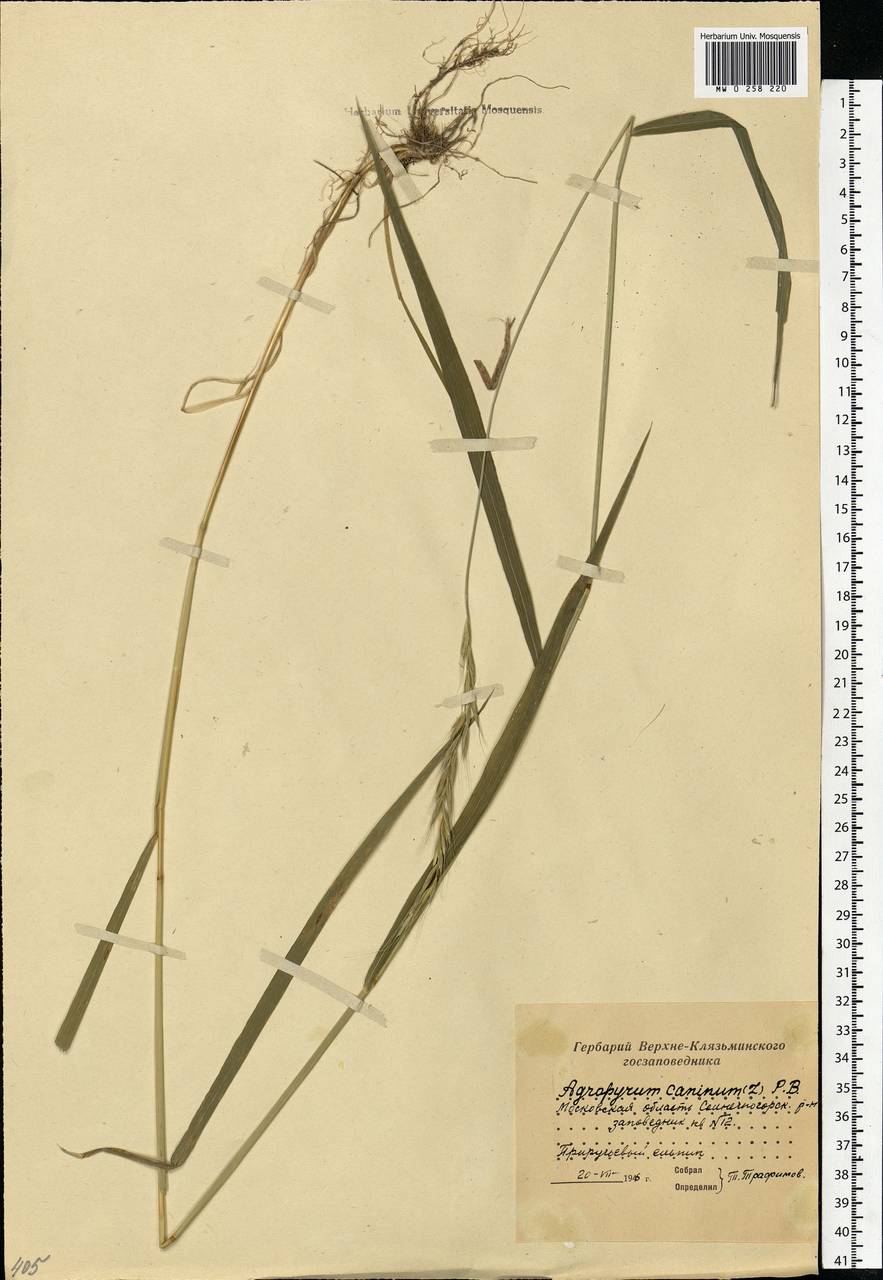 Elymus caninus (L.) L., Eastern Europe, Moscow region (E4a) (Russia)