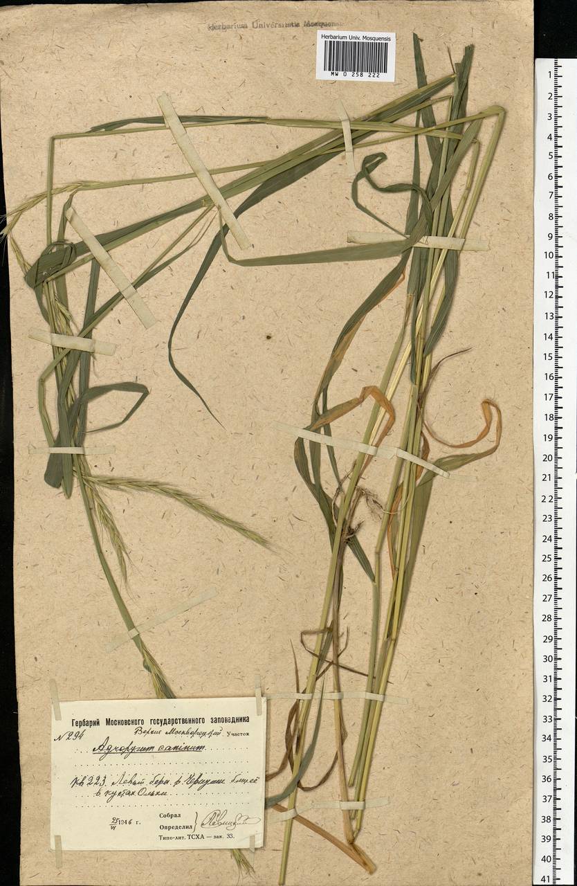 Elymus caninus (L.) L., Eastern Europe, Moscow region (E4a) (Russia)