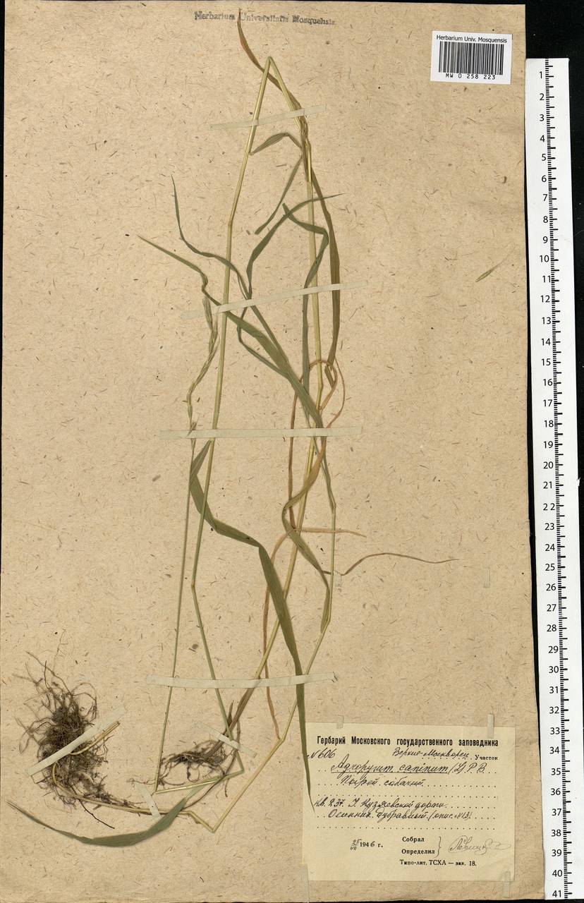 Elymus caninus (L.) L., Eastern Europe, Moscow region (E4a) (Russia)