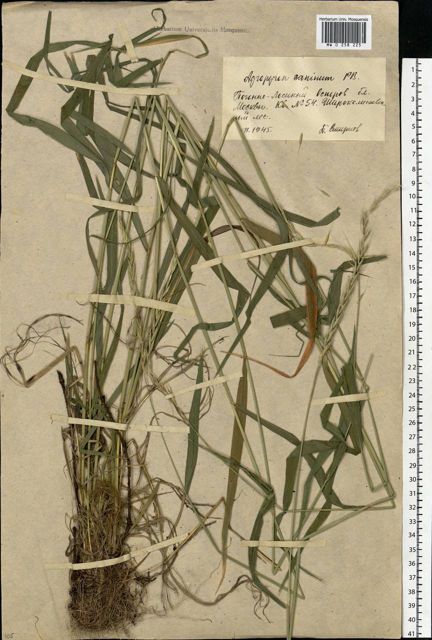 Elymus caninus (L.) L., Eastern Europe, Moscow region (E4a) (Russia)