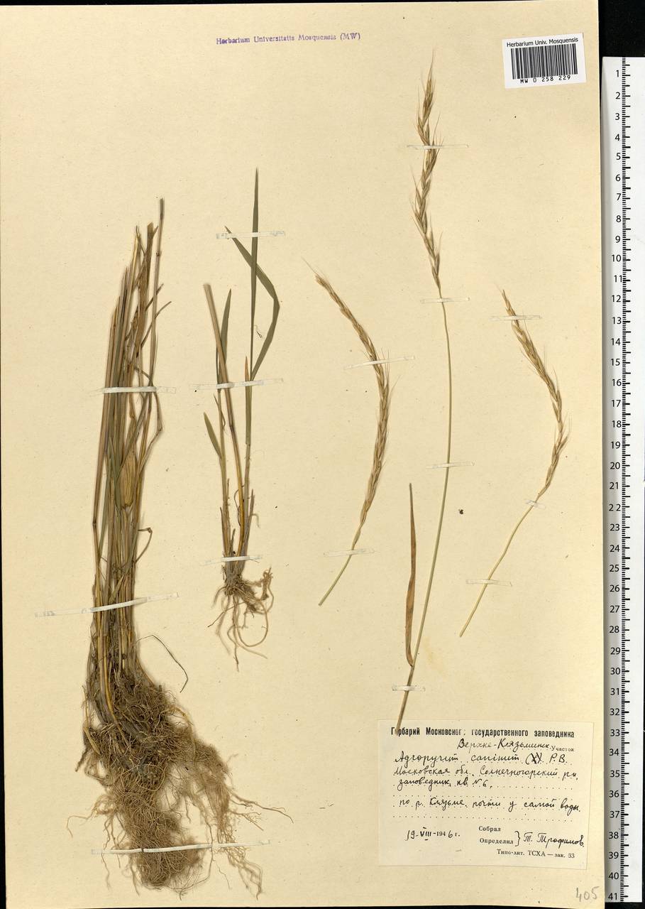 Elymus caninus (L.) L., Eastern Europe, Moscow region (E4a) (Russia)